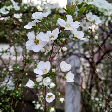 春天开花的树上的花白花高清图片下载-正版图片507492853-摄图网