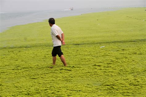 耳梦播报：青岛遭受历史最大规模「浒苔」侵袭，海岸线变「草原」