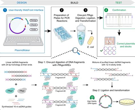 用于质粒构建的自动化高通量平台，赵惠民团队开发最通用的 DNA 组装方法-READLINE瑞德林生物