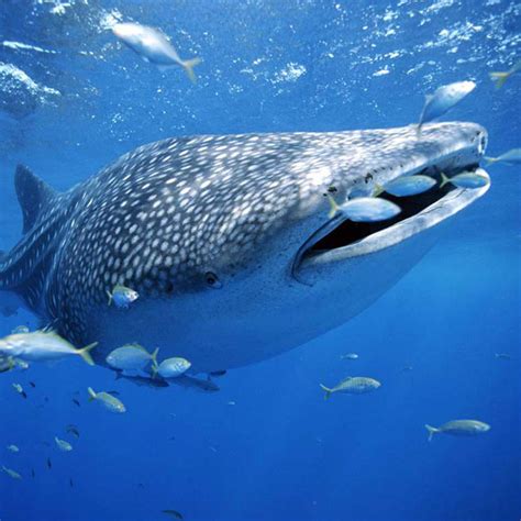 现存十大最大的鲨鱼-鲸鲨可长达二十米(世界上最大的鱼类)-排行榜123网