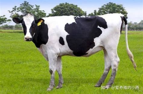怎样提高奶牛的产奶性能，增加乳品质？ - 知乎