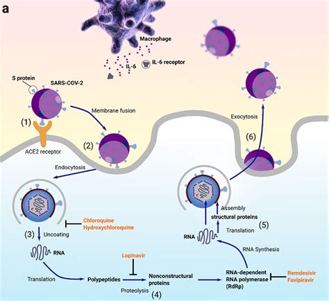 Cell | 新冠肺炎大宗病例单细胞转录组研究揭示COVID-1.. - 生物通