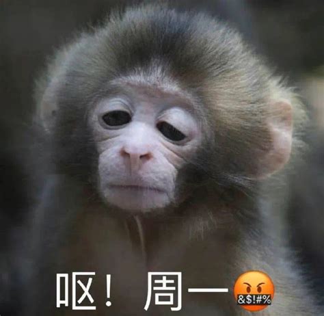 猴子动态表情 _排行榜大全
