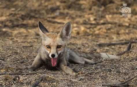 印度：沙漠狐，盐沼中的精灵-国际环保在线