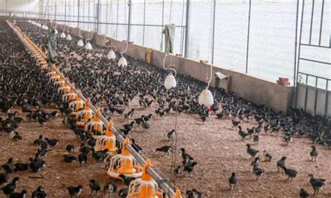 热烈祝贺广德市邱村镇应和养殖家庭农场通过散养土鸡（蛋）认证-杭州格律认证有限公司