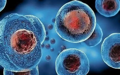 小鼠原代肾足细胞-原代细胞-STR细胞-细胞培养基-赛百慷生物
