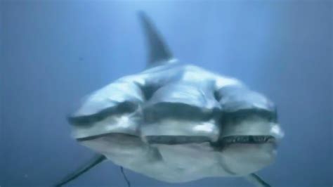 三头鲨鱼为所欲为，称霸海洋屠杀人类，人们却用这办法将它消灭_腾讯视频