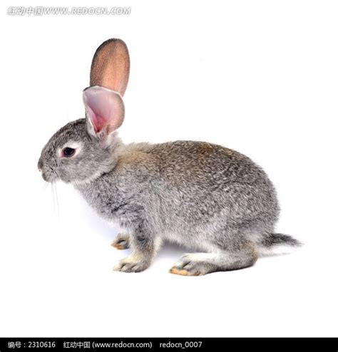 森林中的婴儿兔子水平草地手表动物群棉尾灰色毛皮野生动物耳朵乡村高清图片下载-正版图片321288575-摄图网
