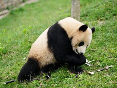 武汉动物园大熊猫叫什么名字？- 武汉本地宝