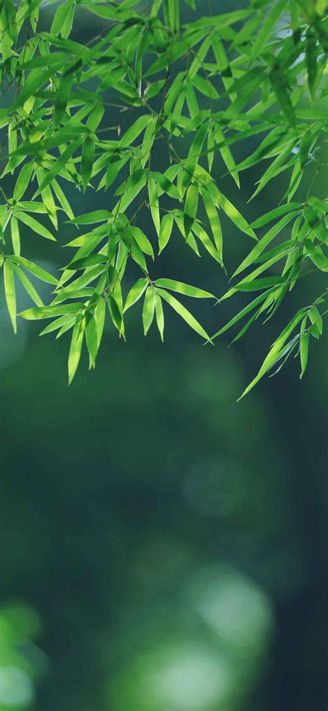 竹子壁纸图片