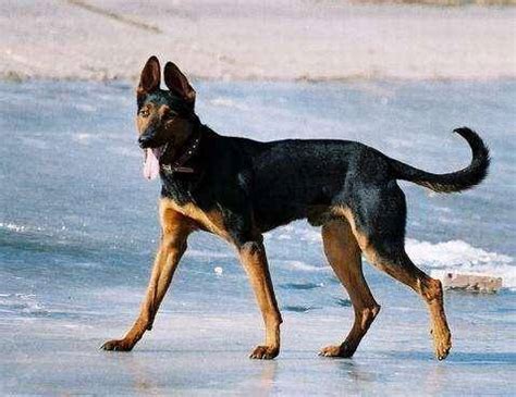 苏联红犬：『长毛』的照片 - 宠物相册_123宠物网