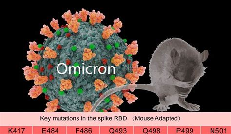 中疾控院士、南开大学教授团队：奥密克戎（Omicron）变异或起源于老鼠 - 知乎