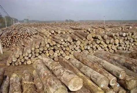 进口木材受限,国内木材能满足“内循环”吗?_行业新闻_资讯_中华整木网