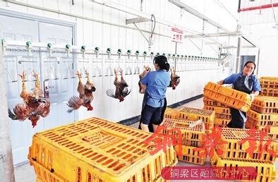 福州海峡家禽批发市场重新开门营业 - 城事 - 东南网