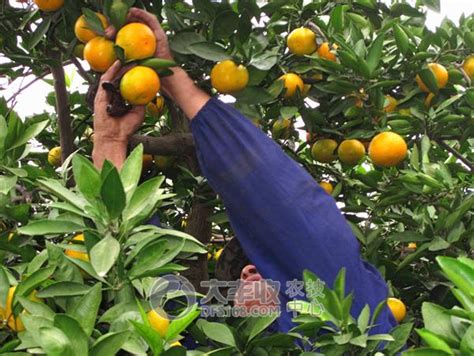 陕西汉台：柑桔飘香迎丰收-人民图片网