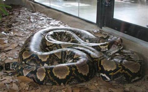 蛇之最，世界上最大的蛇和最小的蛇|蛇|巨蟒|蟒蛇_新浪新闻