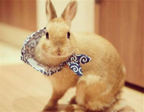 宠物兔中英文词汇对照表（兔兔行为篇） - 知乎