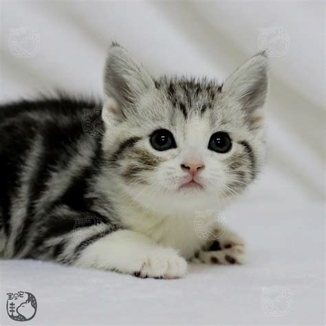 美短猫图片