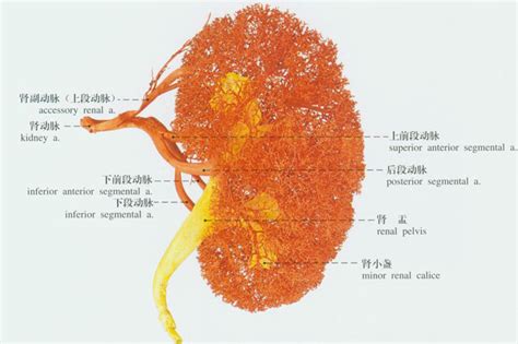 人体肾动脉解剖示意图-人体解剖图,_医学图库