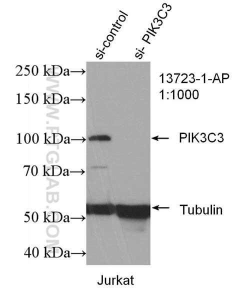 VPS34 Antibody 13723-1-AP | Proteintech