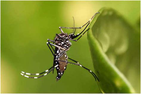 多国暴发登革热，常见的“花蚊子”是主要传播者，你被它咬过吗|登革热|登革热病例|新加坡_新浪新闻