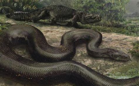科学网—这里也可以成为野生动物的天堂——从版纳植物园“惊现”蟒蛇说起 - 周浙昆的博文