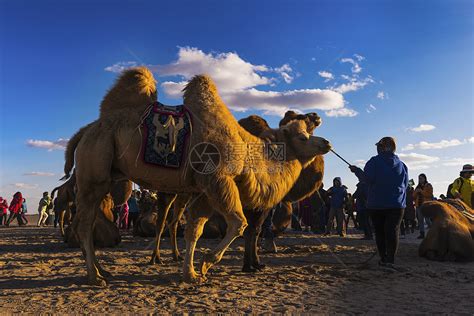 骆驼祥子高清图片下载-正版图片500819777-摄图网