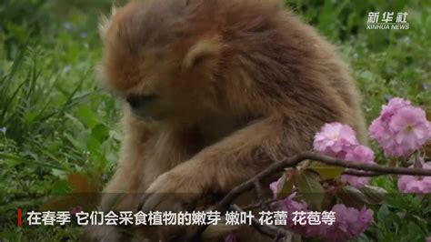 滇金丝猴野外生宝宝被全程拍下 系全世界首拍_手机新浪网