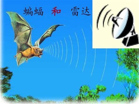 生活中有什么发明是受动物的启发 雷达是受到蝙蝠的超声波的启发
