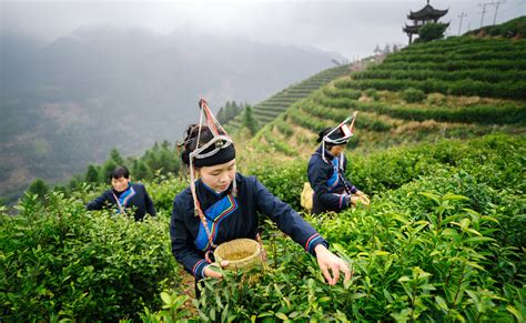 三茶统筹 惠民共富||千米高山万亩茶园里的5亿茶文章——景宁惠明茶产业发展综述