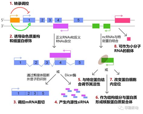 【附图】A.正常的FⅧ基因和Int22h同源基因的构型；B.在Int22h基因内部同源基因的远端或近端发生调整，发生同源基因重组；C.从外显子 ...