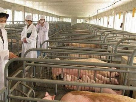 猪病预防及治疗/养猪技术 - 中国养猪网-中国养猪行业门户网站