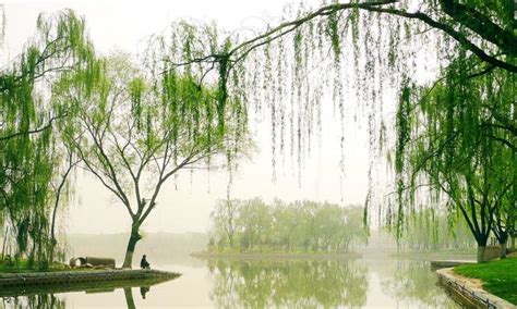 赞河岸垂柳七律诗,垂柳七律,描写柳树的诗句_大山谷图库