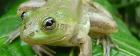 奇异多指节蛙的特点 - 业百科