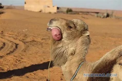 为什么有的骆驼是单峰，而有的是双峰？(驼峰里面储存的是什么) - 拾味生活