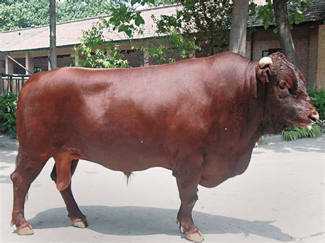 世界上最大的牛，印度野牛肩高可达2.2米，体重可达1225公斤_手机凤凰网