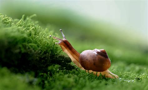 蜗牛的种类有哪些？都有什么特点-农百科