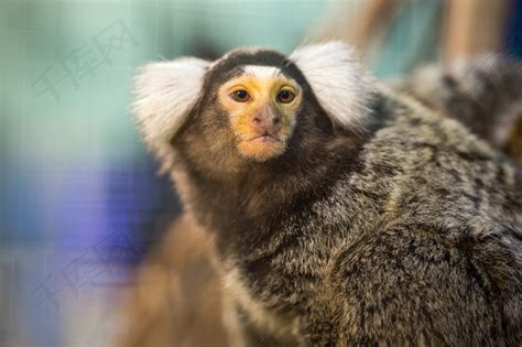 新西伯利亚动物园展示狨猴吃什么和如何吃 - 2020年5月12日, 俄罗斯卫星通讯社
