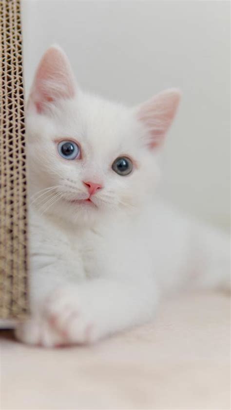 可爱的小奶猫图片高清手机壁纸-壁纸图片大全