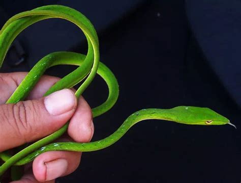 眼镜蛇为什么叫眼镜蛇-百度经验