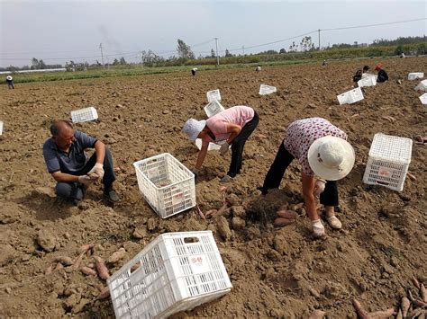 高温烈日，农村老人在地里抢着干农活，一天劳作10小时挣60元|红薯|农活|劳作_新浪新闻