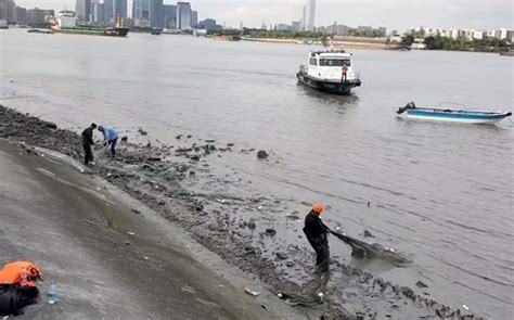 黄浦江的鳄鱼抓到了！警方携手多部门捕获后交由专业人员饲养 - 周到上海