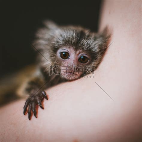 普通狨猴的婴儿在手边，被黑色隔离高清摄影大图-千库网