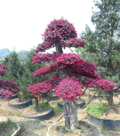 火焰树红花开在树上新出生的绿叶高清摄影大图-千库网