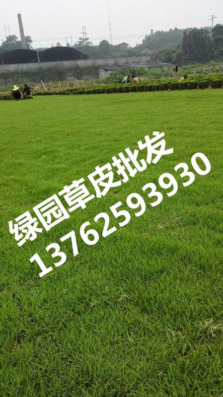 台湾二号草坪，草坪批发出售，草坪基地价格_供应_图片_成都景赐园林绿化有限公司