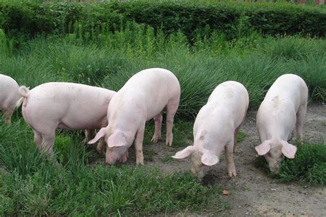 【非洲猪瘟专题】江苏首例非洲猪瘟现场诊断报告 | 爱猪网
