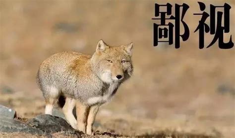 藏狐表情图片