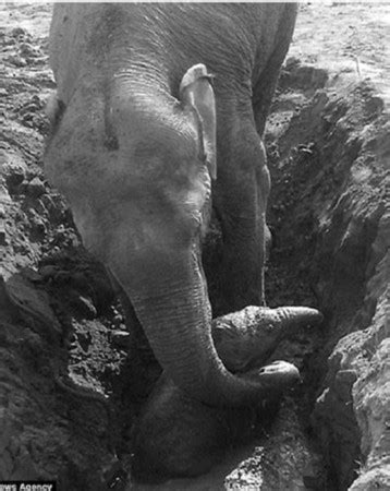 印度母象救小象 屡败屡试11小时(图)-新闻中心-南海网