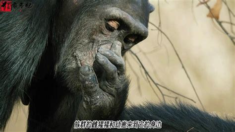猩猩大战霸王龙，英雄救美_腾讯视频