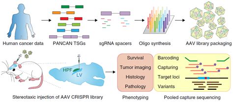 CRISPR/cas9基因编辑 威斯腾生物——15年专注模式动物/原代培养/基因编辑！！